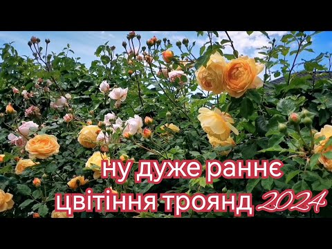 Видео: Перша хвиля🌊 цвітіння троянд 2024🌹Всі сорти підписані📝