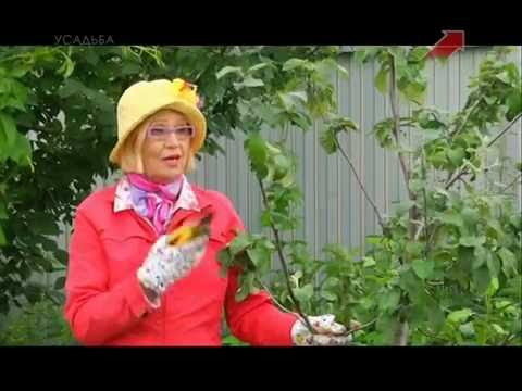 Видео: Сад.  Серия 216.  Яблоня.
