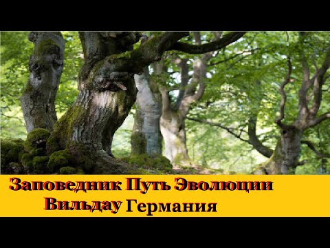 Видео: Заповедник Путь эволюции Вильдау Германия