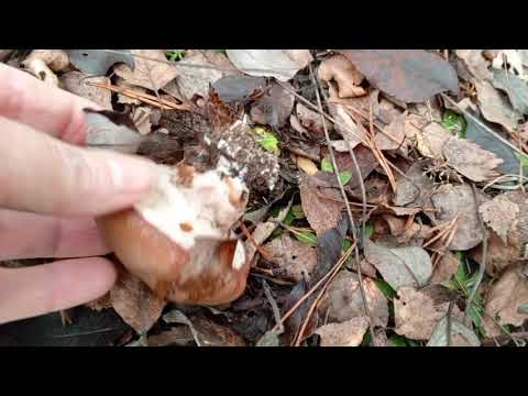 Видео: Ноябрь, а в лесу растут грибы