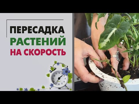 Видео: Пересадка на скорость. Как пересадить 9 растений меньше, чем за час.