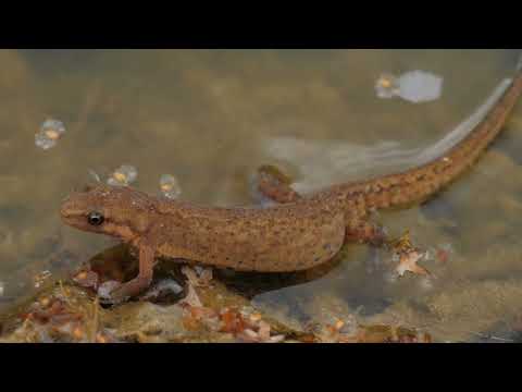 Видео: Фильм 8: Кто живёт в пруду? (Part 8: Who lives in the pond?) Необычная экскурсия в микромир