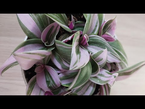 Видео: Традесканция Нанук