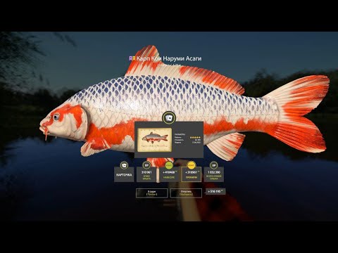 Видео: 🔴МЕГА РАЗДАЧА КОИ!!!  • Медном озере • Русская Рыбалка 4