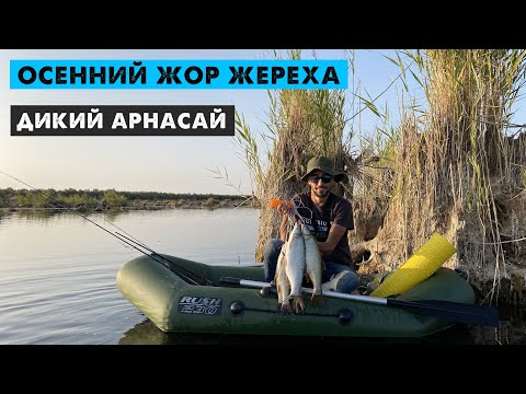 Видео: Дикий "Арнасай" осенний жор жереха (Рыбалка в Узбекистане)