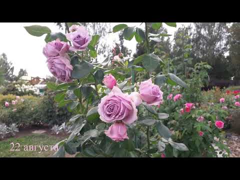 Видео: ✿➽ Цветение плетистой розы Квиксильвер ( первогодка) летом 2023 (часть 1)