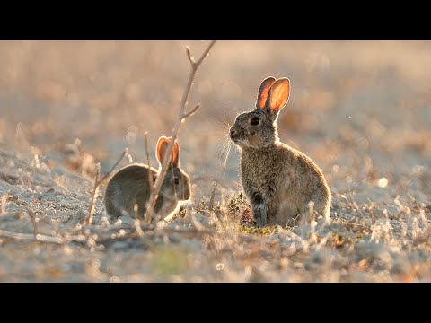 Видео: ИСТОРИЯ О ТОМ, КАК Я ВЫСЛЕДИЛ И СНЯЛ ДИКИХ КРОЛЕЙ