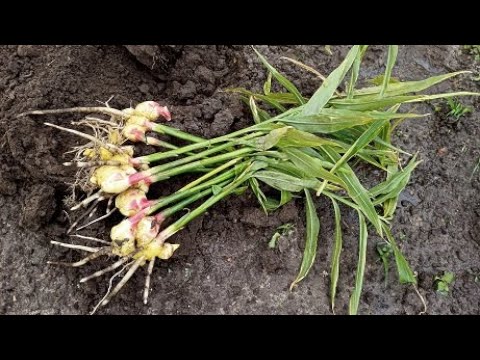 Видео: Как вырастить имбирь в открытом грунте