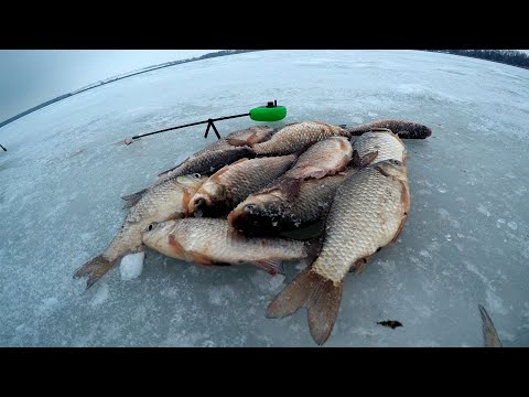 Видео: як знайти і спіймати карася з криги, зимова риболовля, перший лід 2023-2024