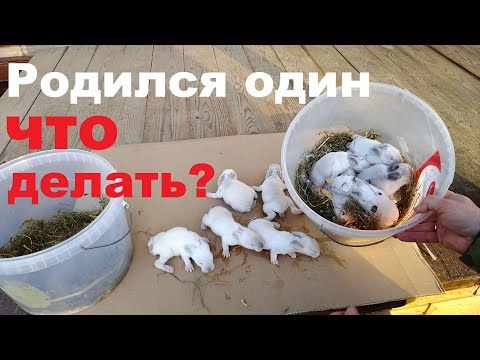 Видео: У крольчихи родился один крольчонок /Так мало крольчат/ Выращиваем то что есть