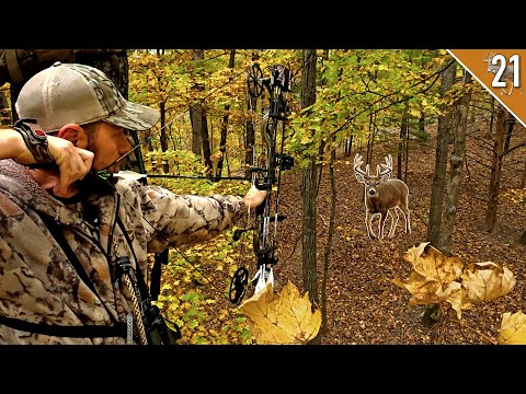 Видео: Полный набор в Большом лесу!!! - (Охота с луком в конце октября)