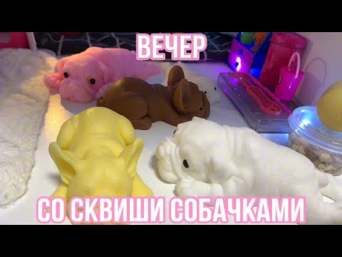 Видео: Вечер со СКВИШИ СОБАКАМИ