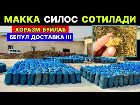 Видео: МАККА СИЛОС СОТИЛАДИ ХОРАЗМ ШОВОТ 18-ноября 2025 г.