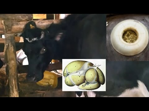 Видео: КАК ПРОВЕРИТЬ РАБОТУ РУБЦА У КОРОВЫ///ПРИЧИНЫ ОСТАНОВКИ РУБЦА