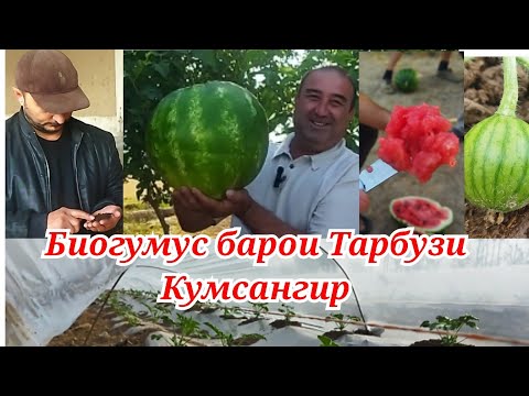 Видео: Тарбузи Кумсангир бо Биогумус , тарзи кори маьлумот аз 0 то охир ,лимон мехарем