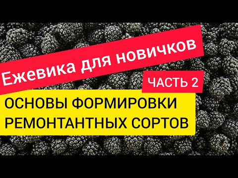 Видео: Ежевика для новичков. Часть 2. Формирование ремонтантных сортов.