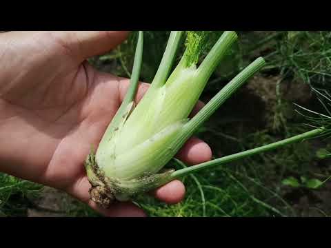 Видео: Как вырастить фенхель кочанный в открытом грунте