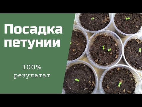 Видео: Посадка петунии и что делать после первых всходов???