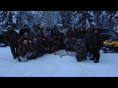 Видео: Борьба с волками