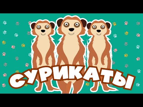 Видео: Творение учит нас | Сурикаты