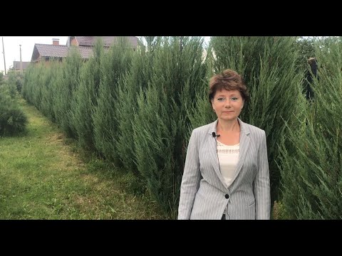 Видео: Создание живой изгороди из можжевельника Блю Арроу /1 часть