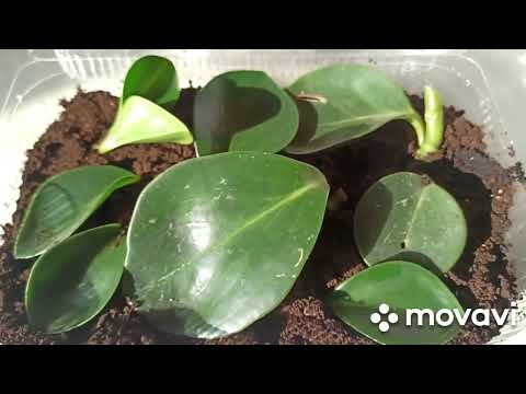 Видео: Пеперомия гулини кўпайтирамиз.