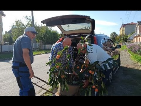 Видео: Хурма "Дар Софіївки" вирушає в Хмельницький!!!