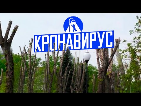 Видео: Варварская обрезка деревьев или хитрый план?