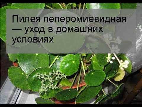 Видео: Пилея пеперомиевидная — уход в домашних условиях