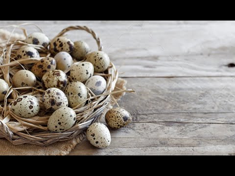 Видео: Содержание перепелов в квартире