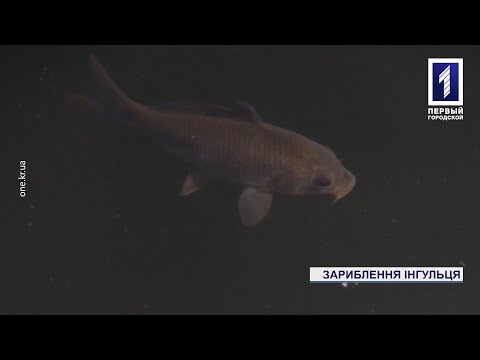 Видео: Зарыбление речки Ингулец