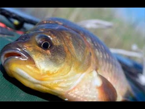 Видео: КАРАСЬ, ОГРОМНАЯ ПЛОТВА НА МАКУШАТНИК. БЕРЕГОВАЯ РЫБАЛКА 2020