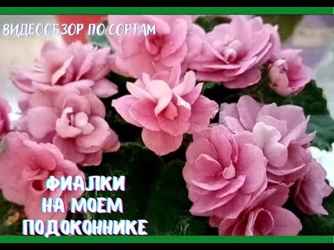 Видео: Видеобзор цветущих в декабре #фиалок с описанием сорта.