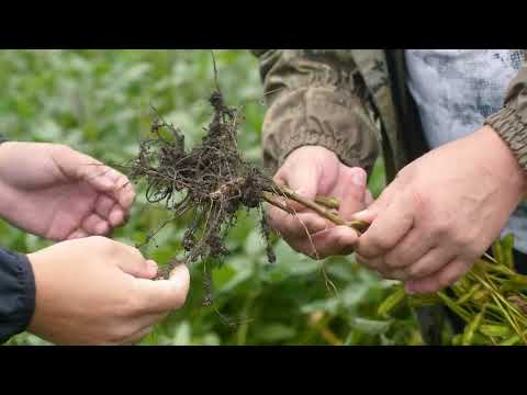 Видео: АМИСТАР® Голд на сое