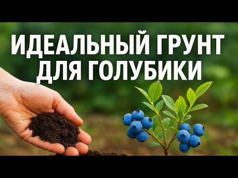 Видео: Идеальный грунт для голубики — мой личный рецепт!