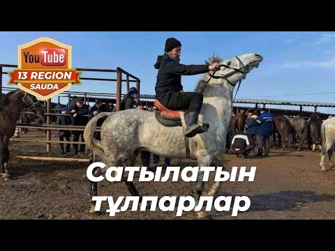 Видео: Бұл түсірілімде тек қана тұлпарлар 🐎 Шымкент мал базары.