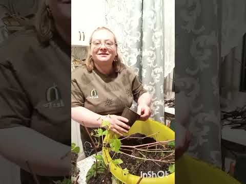Видео: 2 апреля 2025 г.