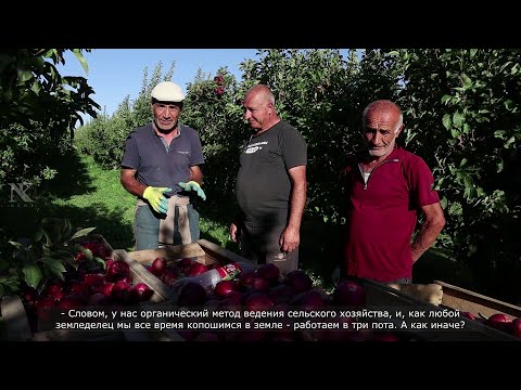 Видео: Խնձորի այգին / Яблоневый сад / Apple Valley #armenian #village