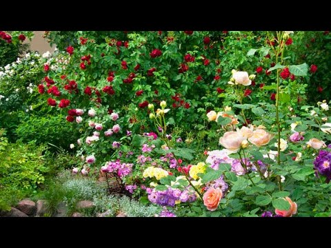 Видео: Самый красивый розарий