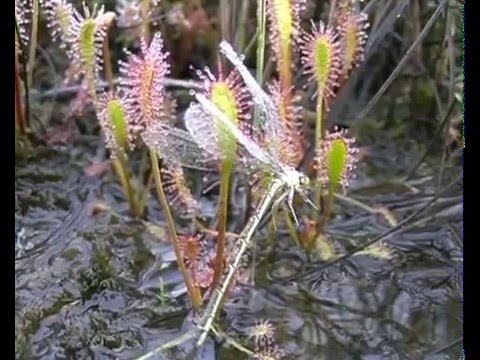 Видео: На Ямал по Западной Сибири. To Yamal across Siberia.