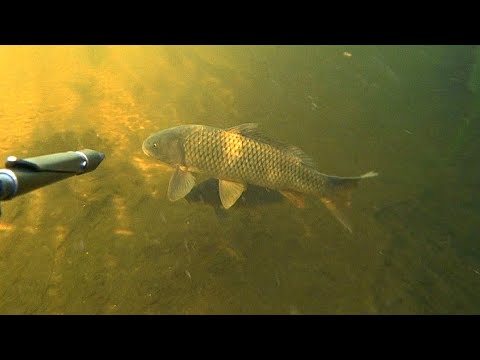 Видео: подводная охота на сазана. маныч веселовское водохранилище. охота с пеленгас варвар 70 июнь 2022