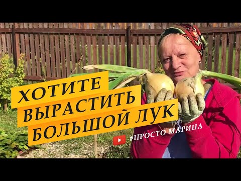 Видео: Три главных совета по выращиванию крупного лука