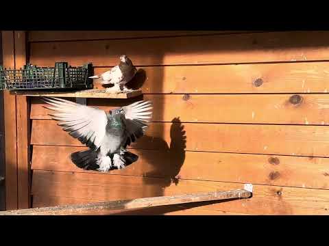 Видео: 9 марта 2025 г.