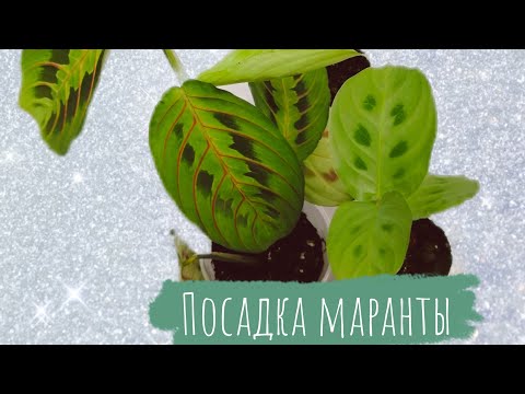 Видео: Посадка маранты!