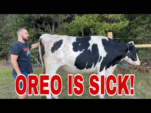 Видео: Орео заболел! Мы едем к ветеринару!