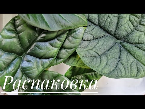 Видео: Распаковка посылки с алоказиями(Мело, Синуата, Регал Шилдс)