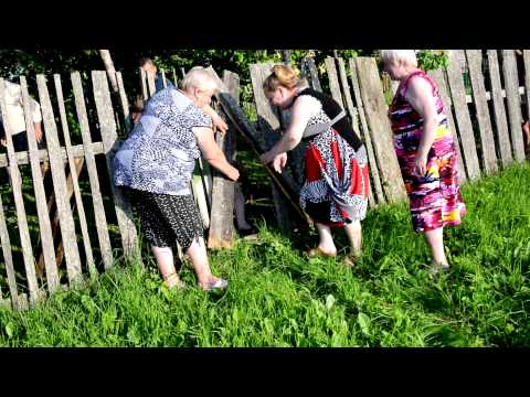 Видео: Поспели вишни в саду у дяди Вани.