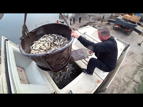 Видео: 🐟Зарыбление пруда на ОБЩИЕ деньги❗💵 Мордово, Мельгуны