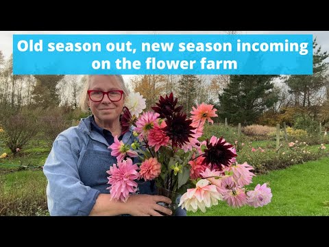Видео: Конец одного сезона, но следующий уже не за горами — чем занимается этот цветочный фермер в ноябре.