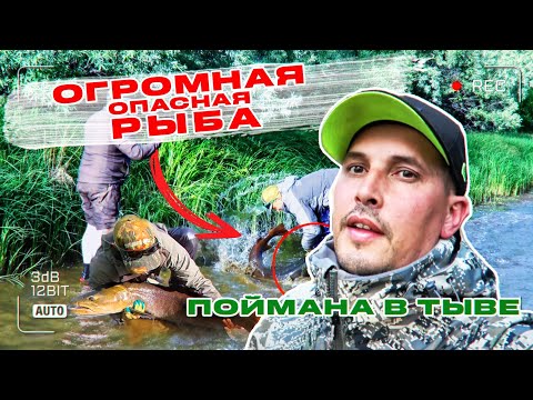 Видео: ОГРОМНАЯ ОПАСНАЯ РЫБА ПОЙМАНА В ТЫВЕ! ТАКОГО Я ЕЩЕ НЕ ВИДЕЛ! ТАЙМЕНЬ.